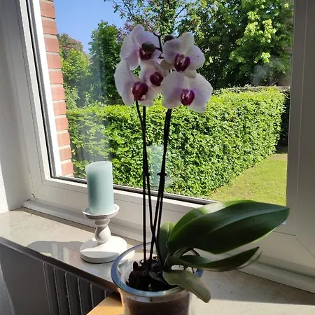 Van's Zimmerglueck *